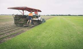 The Many Benefits Of A Turf Farm In Sydney